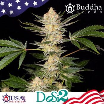 Buddha Dosi2 – 3 Seeds Feminized