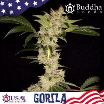 Buddha Gorila – 3 Seeds Feminized
